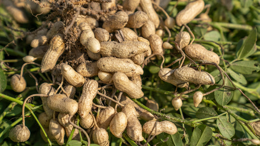 Groundnut oil